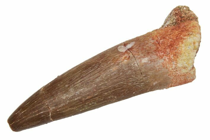 Fossil Plesiosaur (Zarafasaura) Tooth - Morocco #231084